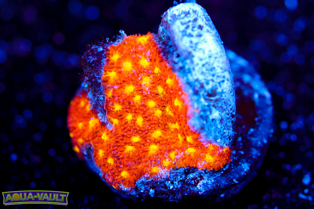 Autumn Harvest Psammocora