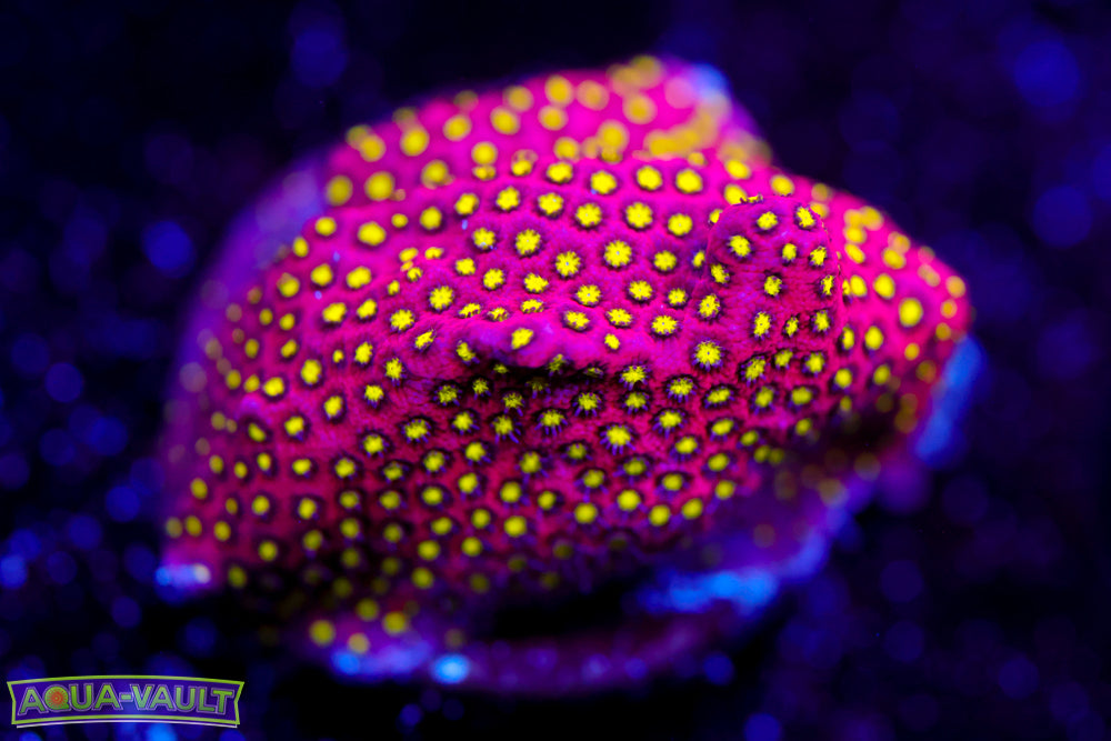 Electric Daisy Stylocoeniella