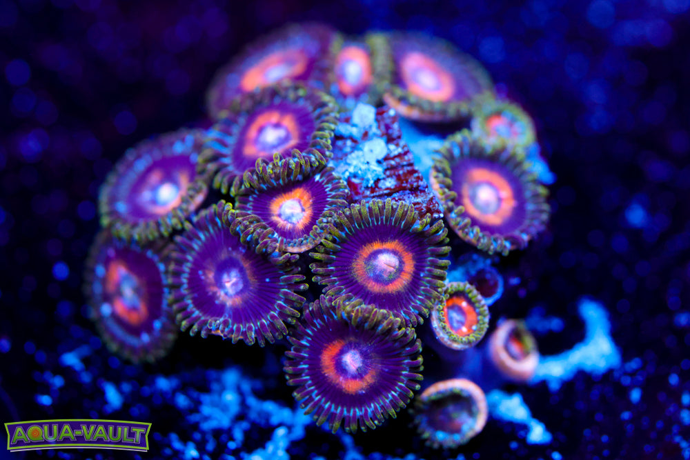 Ultra Nipple Zoa