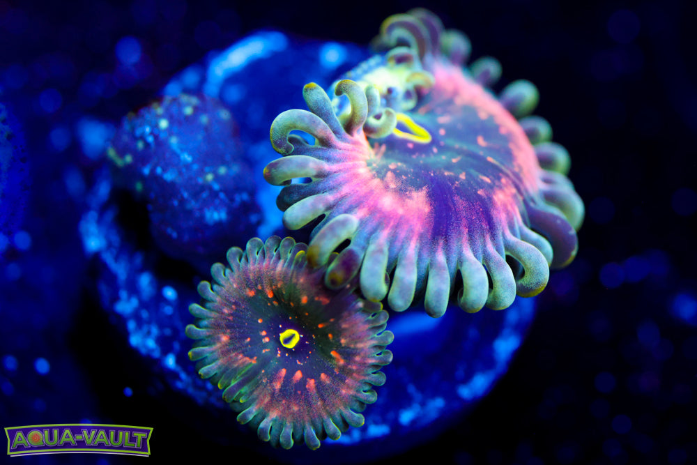 Hawaiian PE Zoa