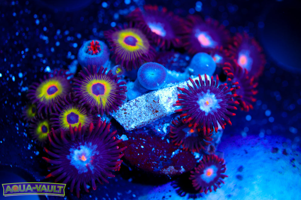 Bob Marley + JPS Mystique Zoa