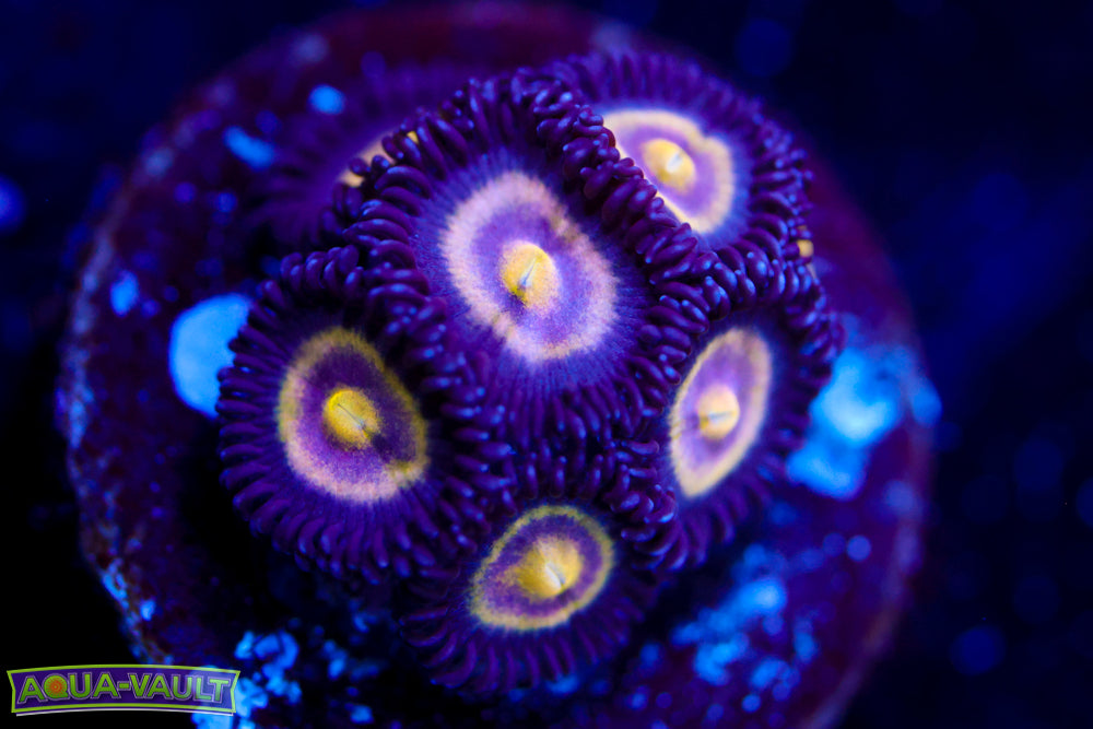 UC Shapeshifter Zoa