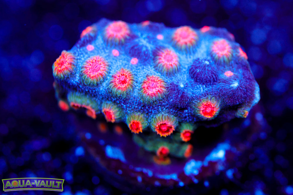 ECC Candyland Cyphastrea