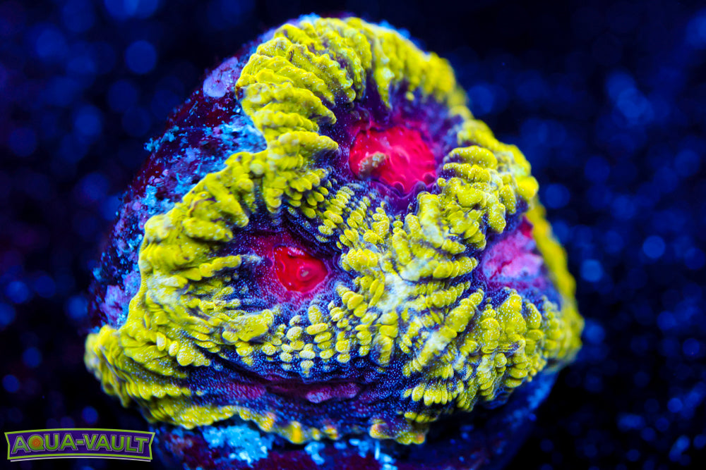 WWC Pico de Gallo Favia