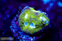 Flubber Favia