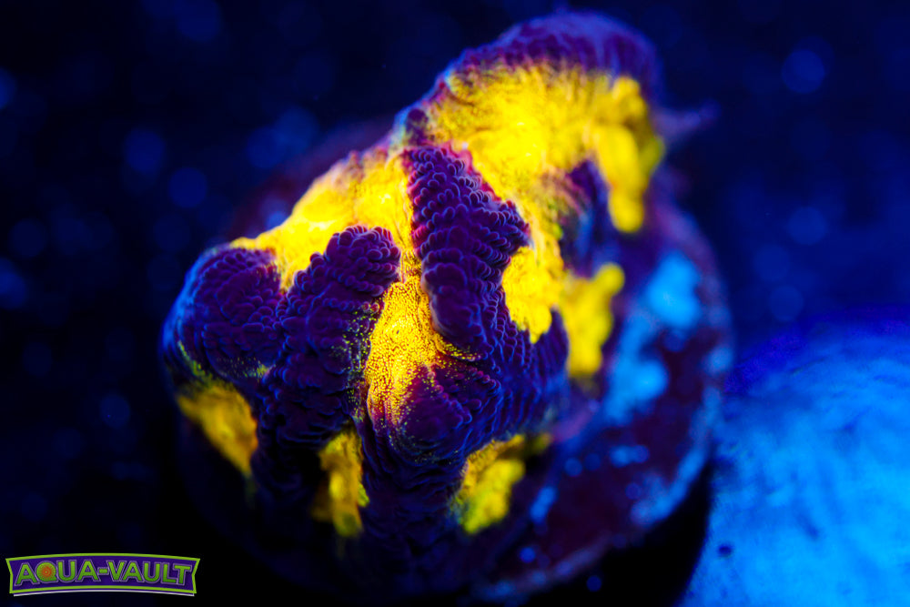 Black and Yellow Platygyra