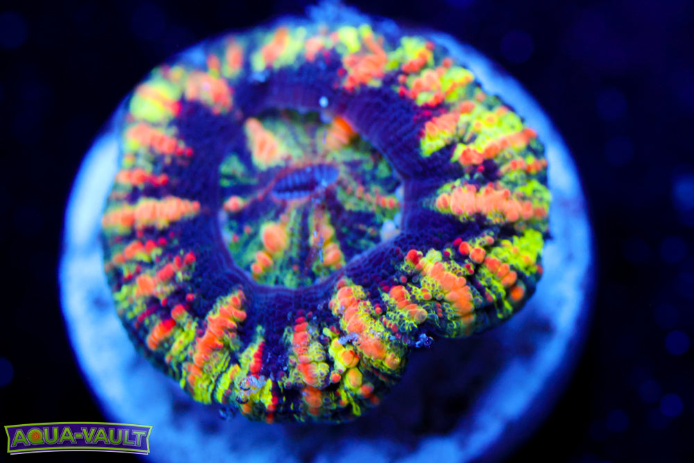 Ultra Splatter Button Scoly