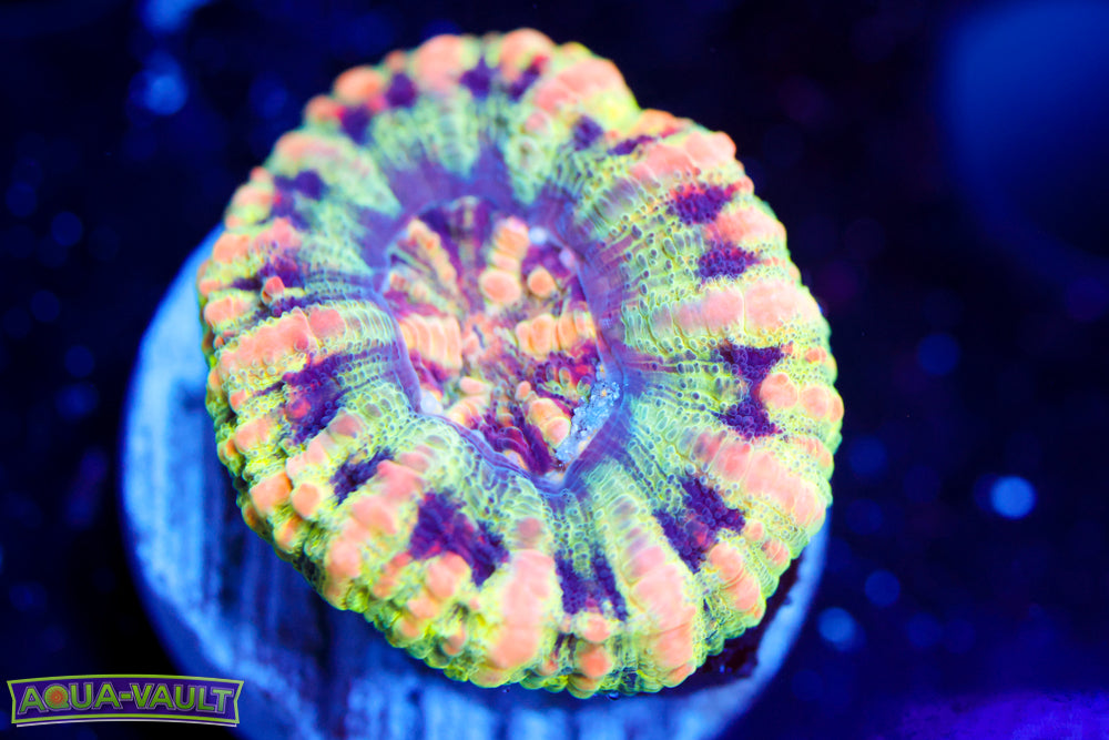 Holographic Ultra Button Scoly