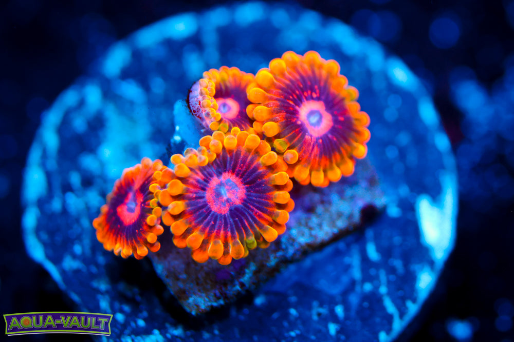 Mind Trick Zoa