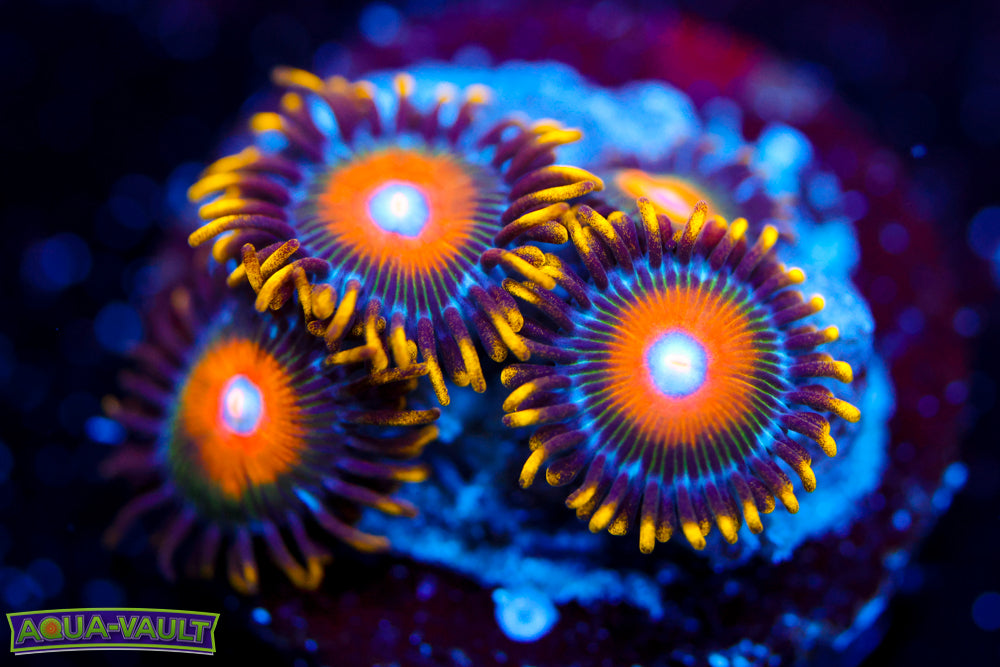 Scrambled Eggs Zoa