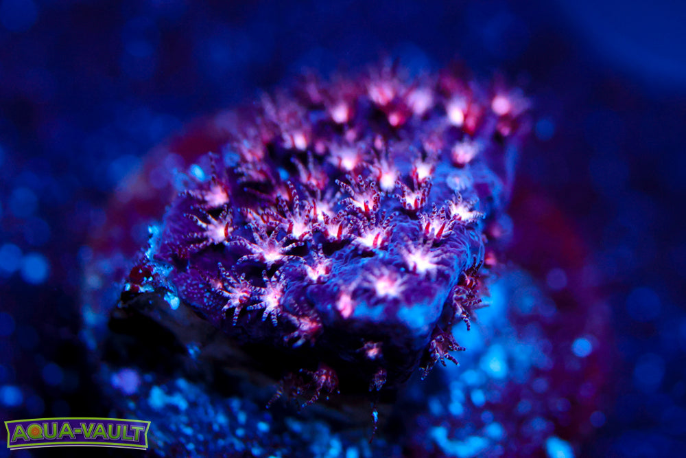 ECC Purple Passion Stylocoeniella