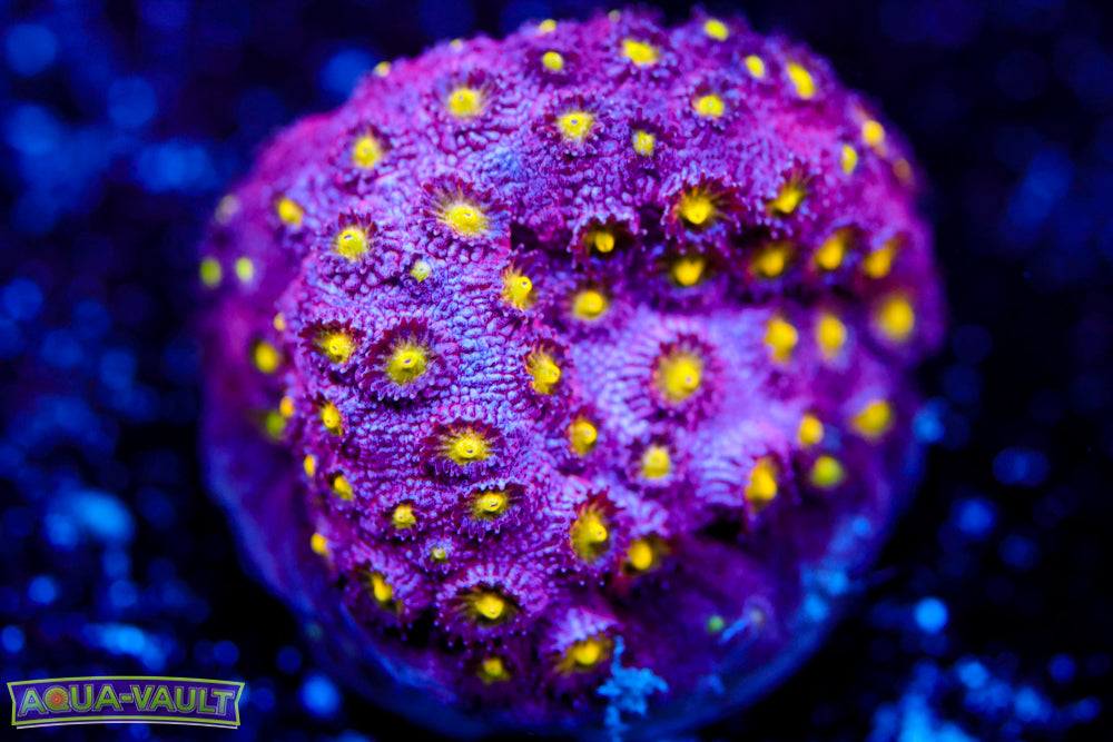Bling Bling Cyphastrea
