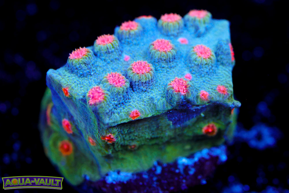 Meteor Shower Cyphastrea