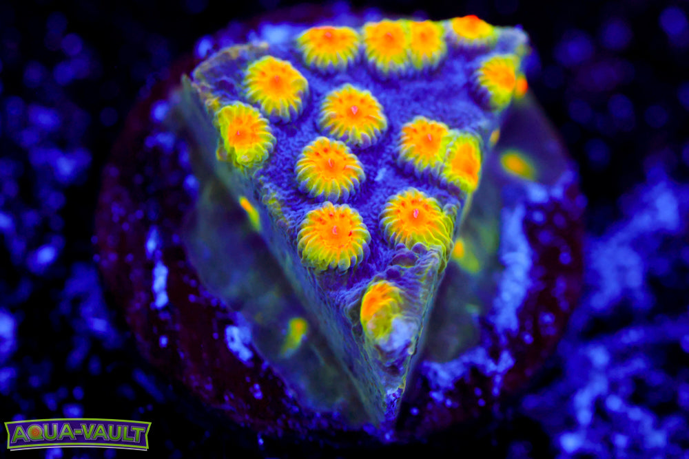 Buzz Lightyear Cyphastrea