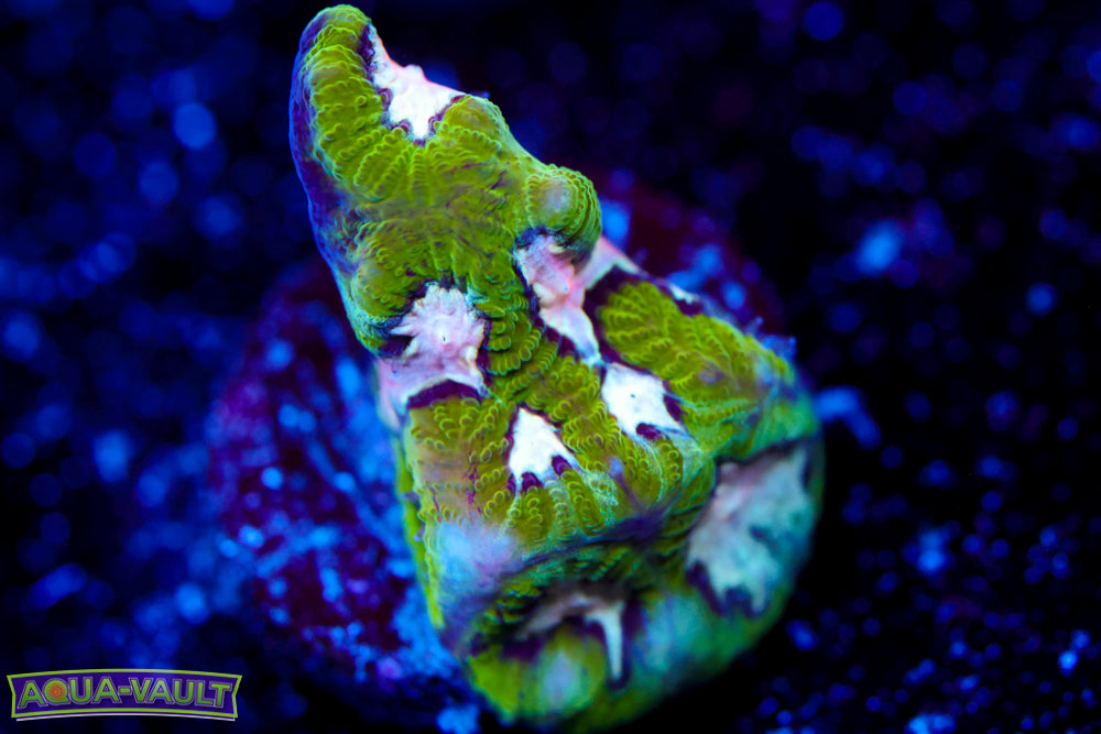 Hamster in Microwave Favia