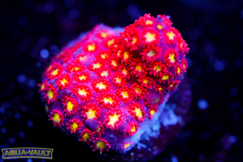 Combustion Micro Goni