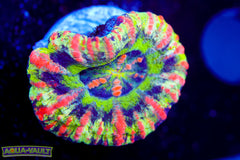 Pink Streak Ultra Button Scoly