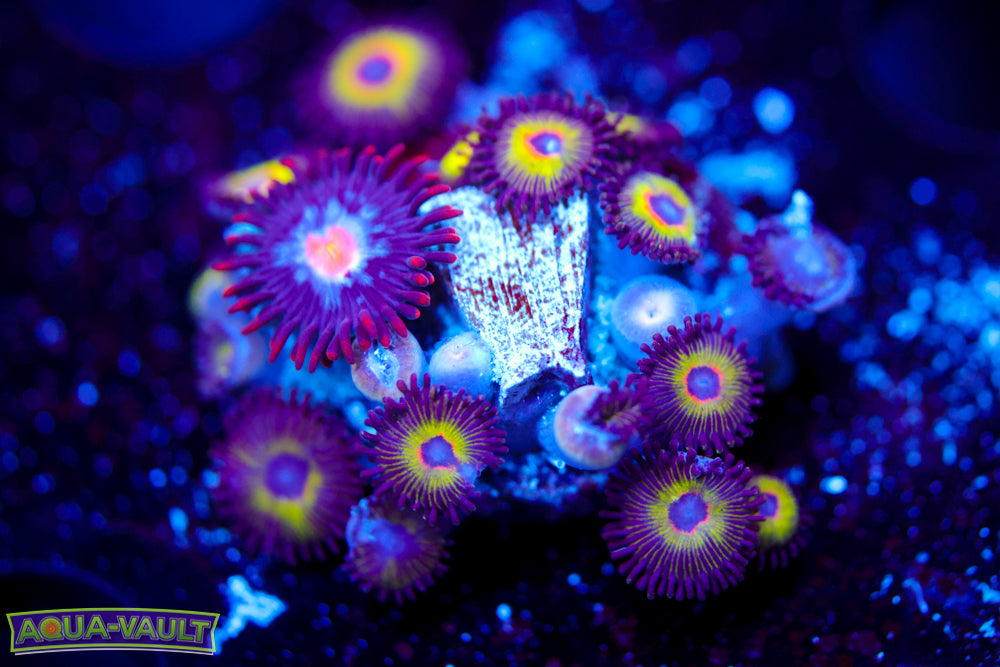 Bob Marley Zoa