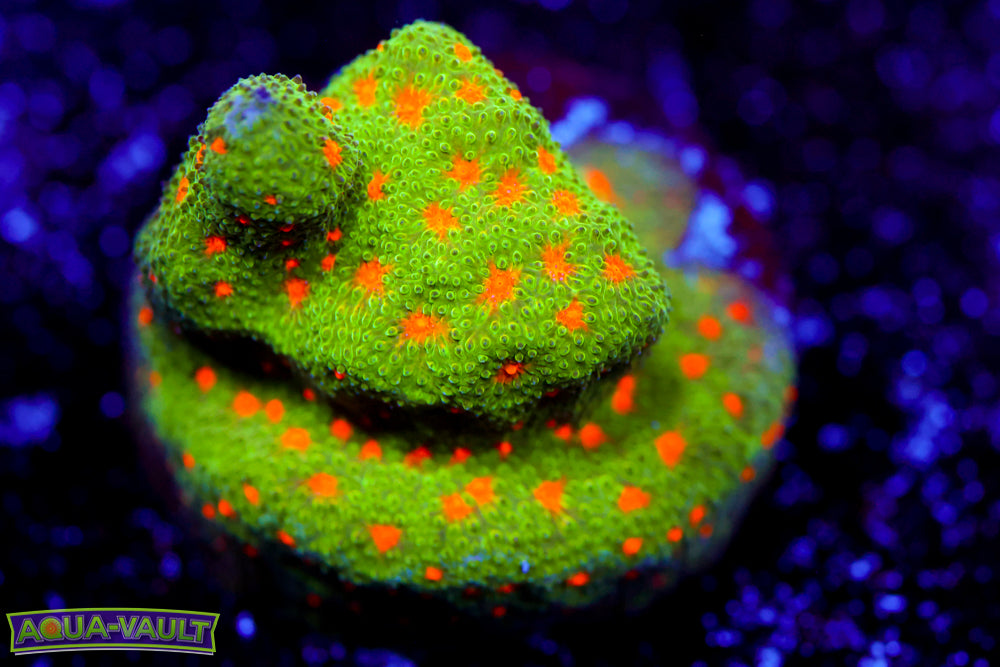 Harvest Moon Psammocora