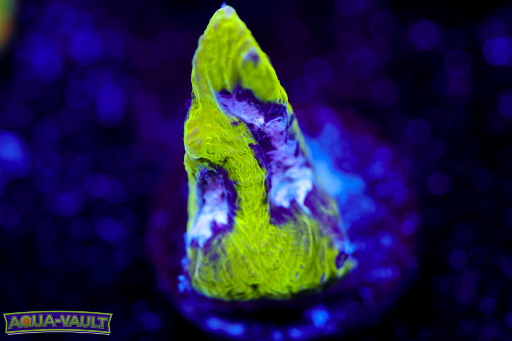 Court Jester Platygyra