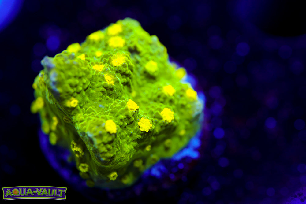 Glow Worm Astreopora