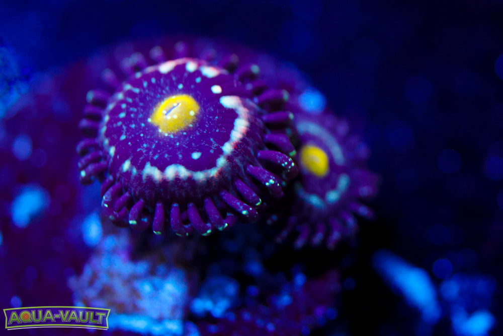 Blue Lagoon Zoa