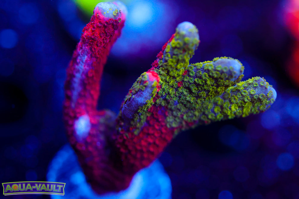 WWC Contraband Digitata