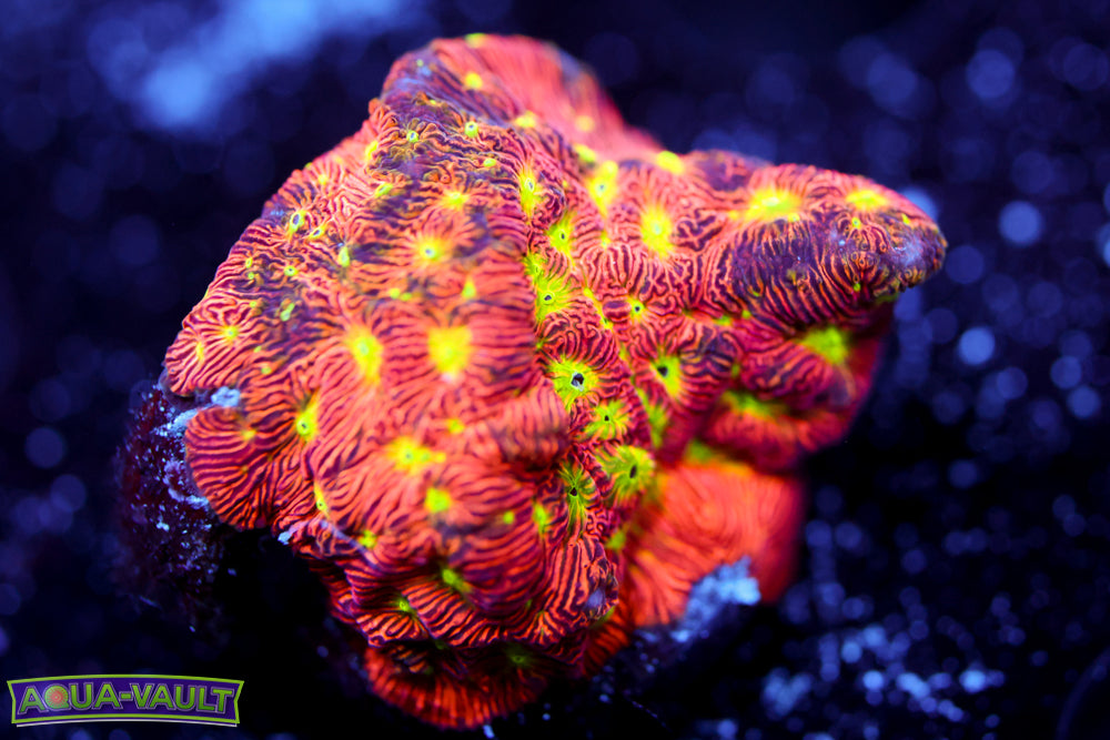 Jack o' Lantern Leptoseris