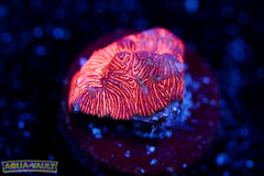 Tangerine Leptoseris
