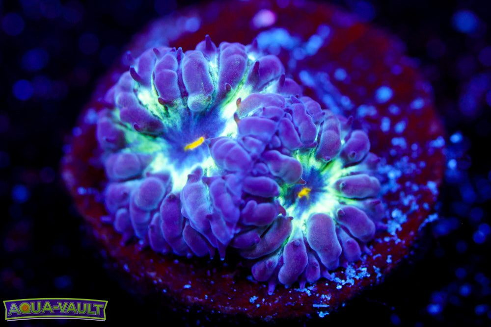 Black Raven Blasto Merletti