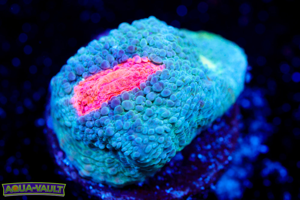 Miami Hurricane Chalice