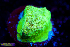 Mint Chip Pavona