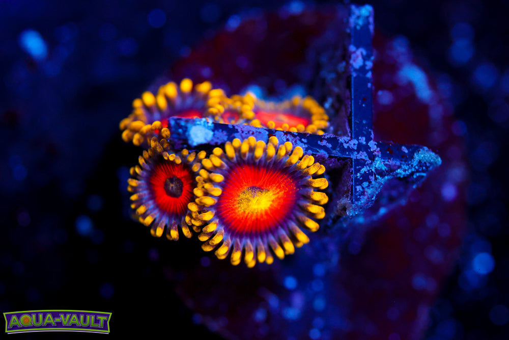 Eagle Eyes Zoa