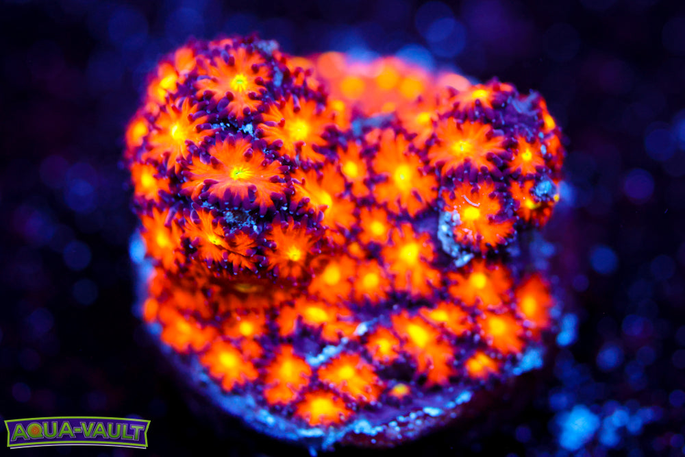 JF Spitfire Leptastrea