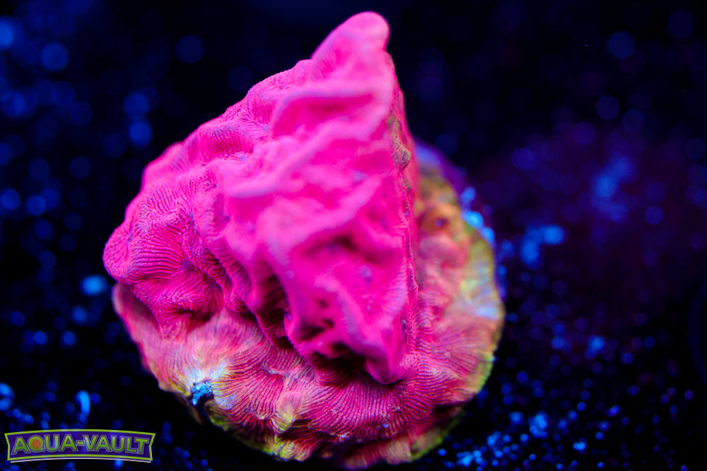 UC Poison Ivy Leptoseris