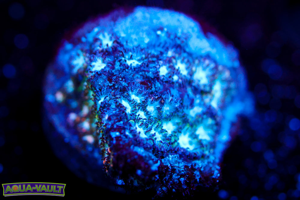 Frozen Blitz Leptastrea