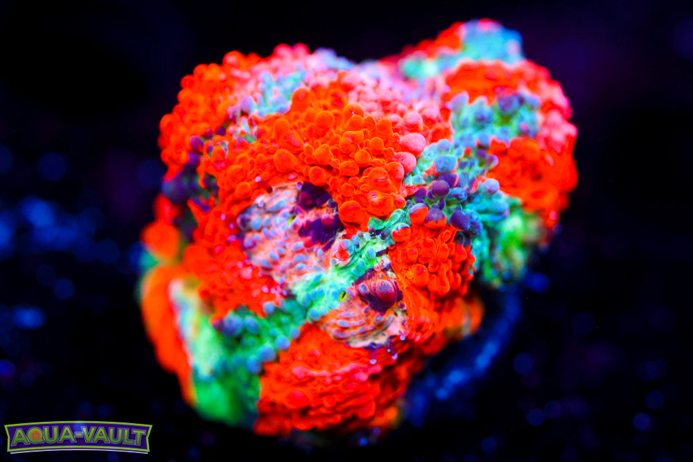Enchanted Acan Echinata