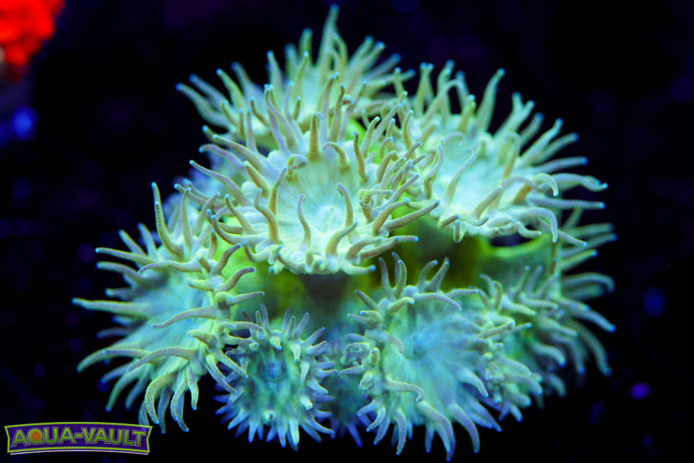 Neon Turbinaria