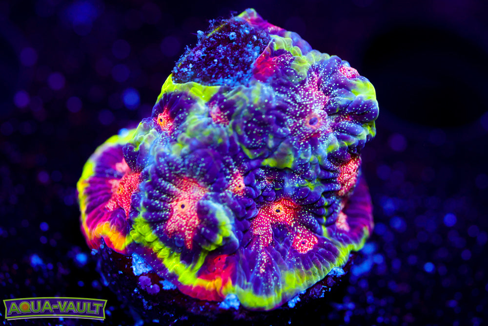 CV Rainbow Venom Favia