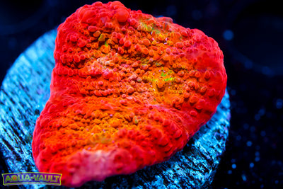 ARC Ludicrous Chalice