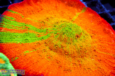 ARC Ludicrous Chalice