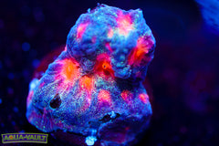 CC Space Cakes Favia