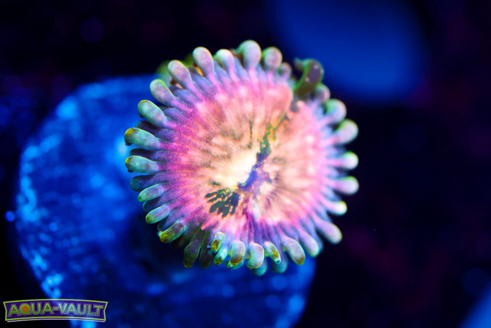 Cosmic Hawaiian Zoa