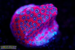 Darth Maul Porites