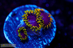 Joker Hornet Zoa