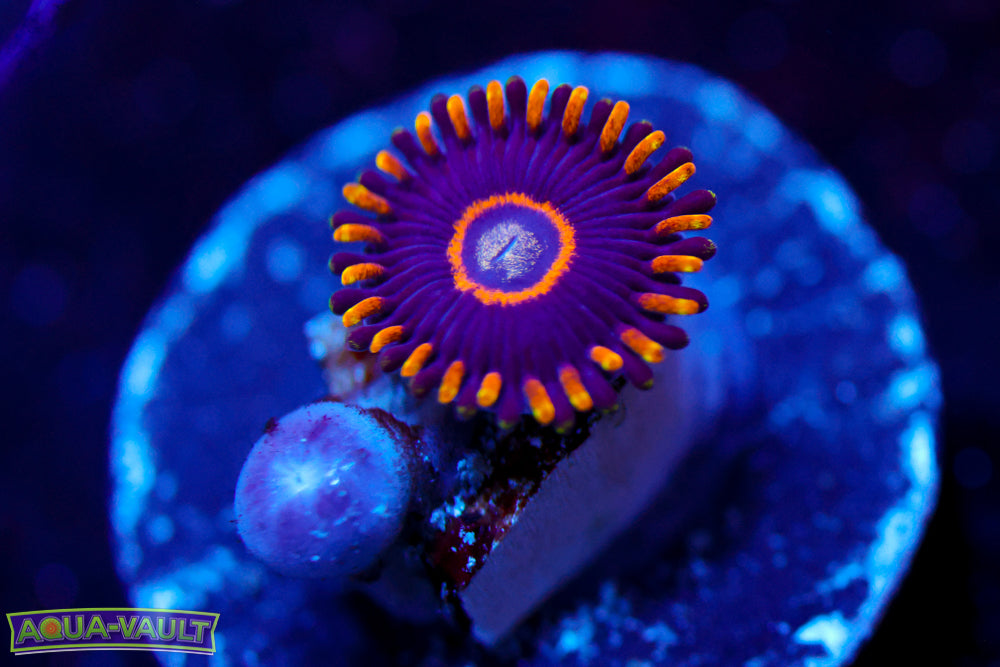 Blue Hornet Zoa