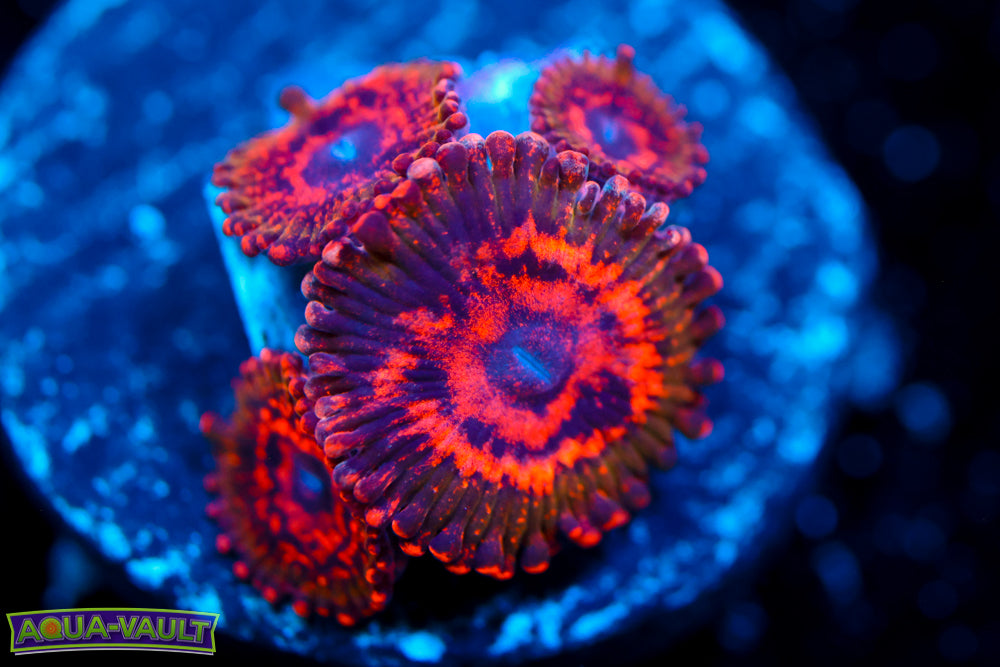 JF AZZKrak Zoa Collectors $$$