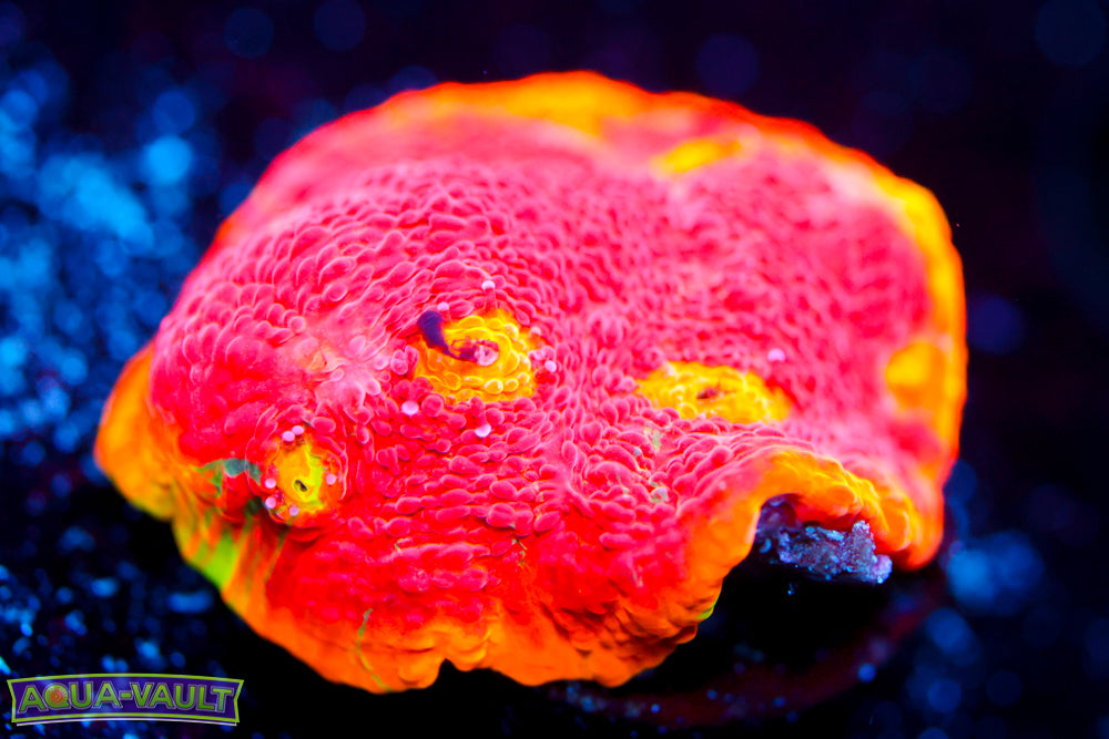 CB Flaming Bugatti Chalice