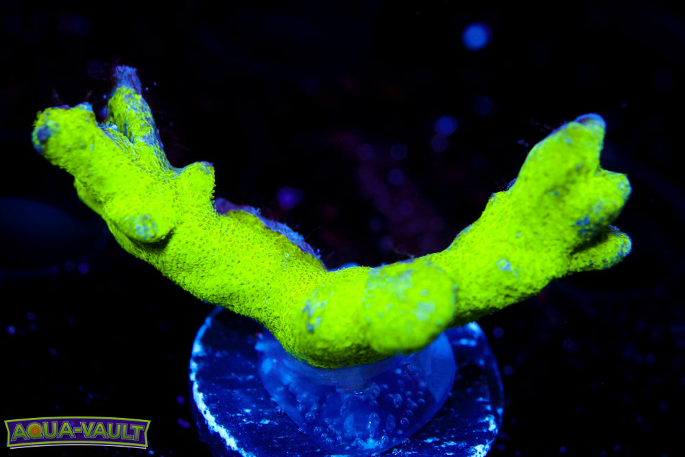 Toxic Branching Psammocora