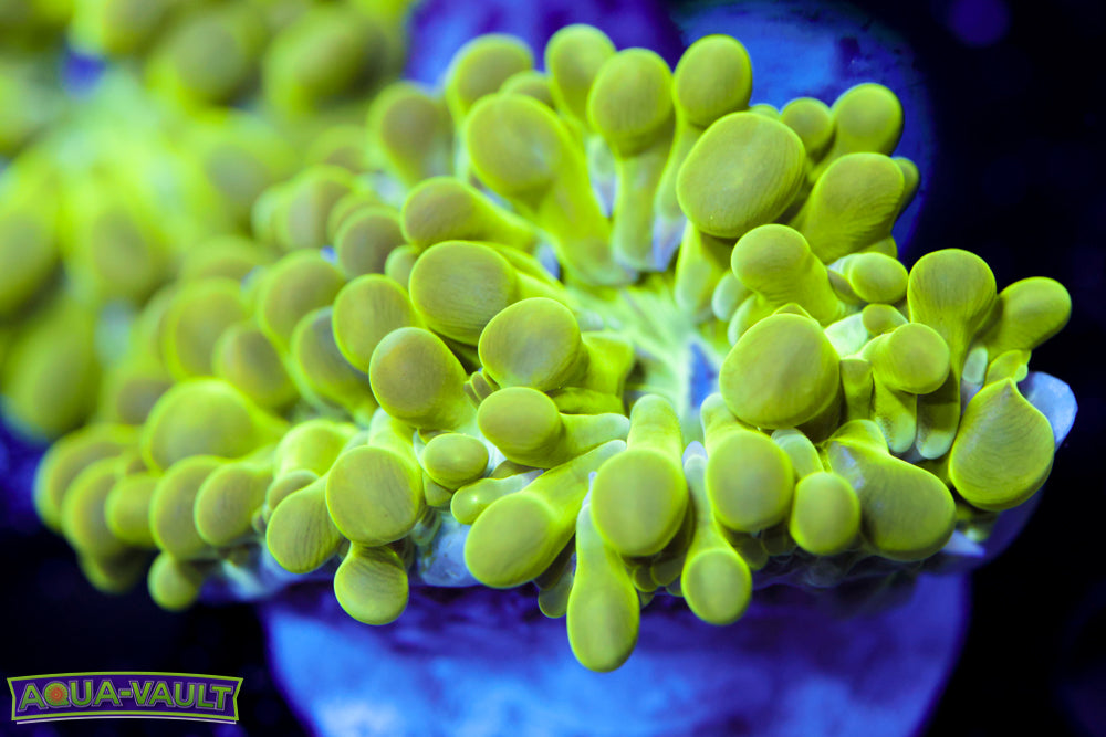 Maze Bubble Coral Frag